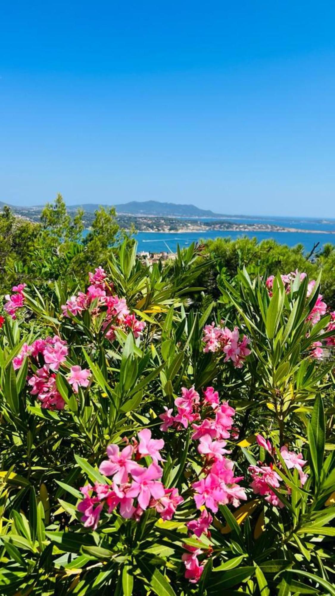 Vue Mer Imprenable Et Piscine Bandol Ngoại thất bức ảnh