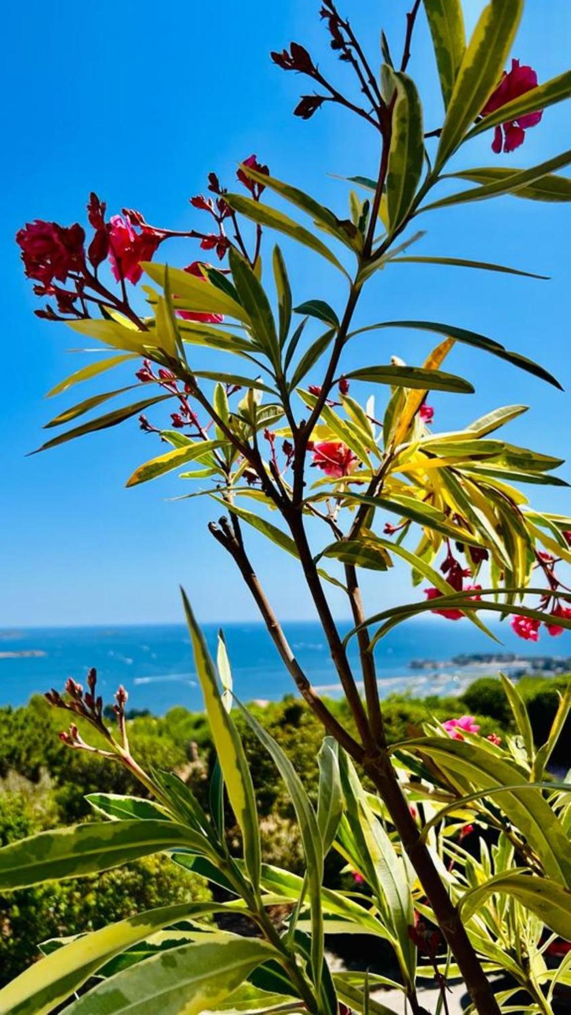 Vue Mer Imprenable Et Piscine Bandol Ngoại thất bức ảnh